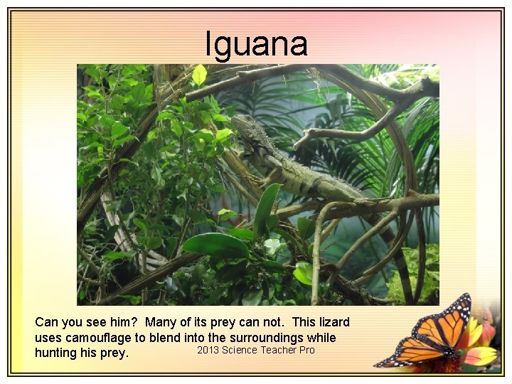 Iguana Can you see him? Many of its prey can not. This lizard uses