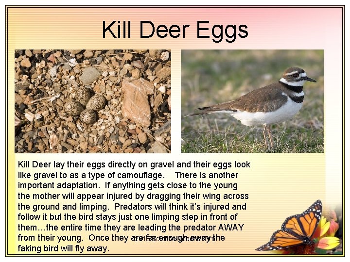 Kill Deer Eggs Kill Deer lay their eggs directly on gravel and their eggs