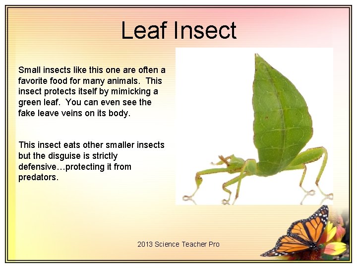Leaf Insect Small insects like this one are often a favorite food for many