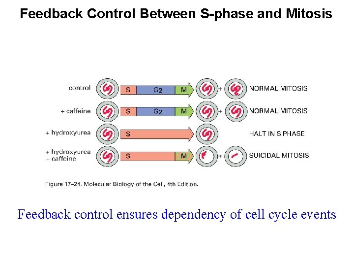 Feedback Control Between S-phase and Mitosis Feedback control ensures dependency of cell cycle events