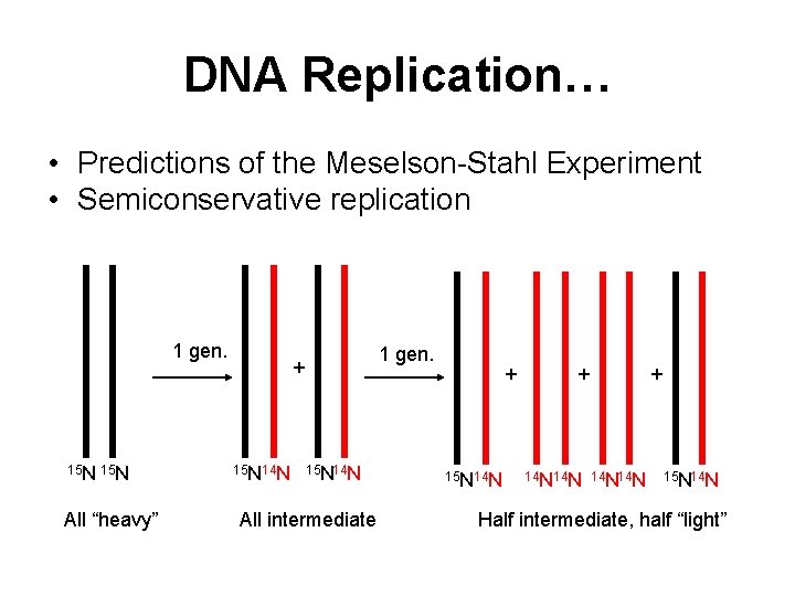 DNA Replication… • Predictions of the Meselson-Stahl Experiment • Semiconservative replication 1 gen. 15