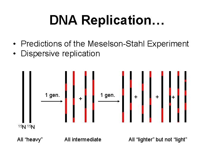 DNA Replication… • Predictions of the Meselson-Stahl Experiment • Dispersive replication 1 gen. +