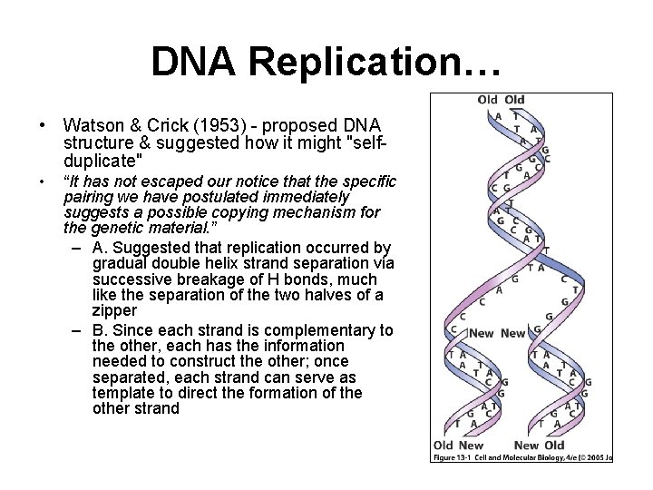 Chapter 13 Dna Replication And Repair Dna Replication