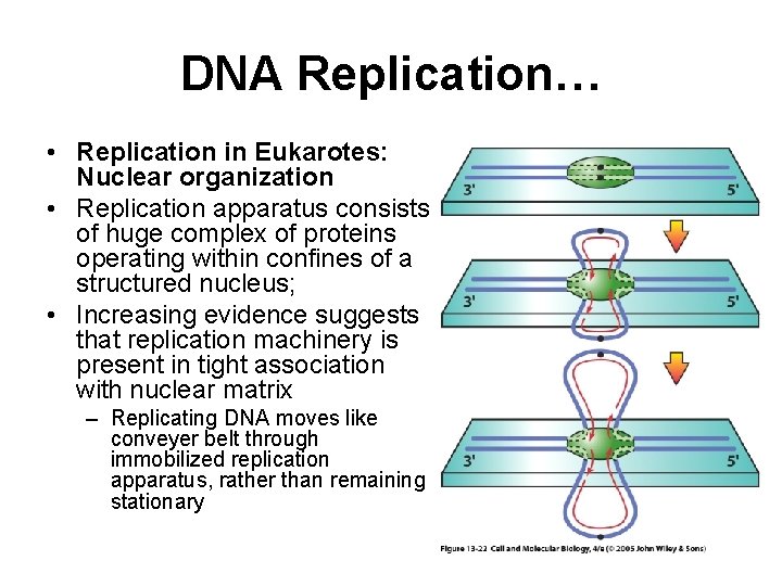 DNA Replication… • Replication in Eukarotes: Nuclear organization • Replication apparatus consists of huge