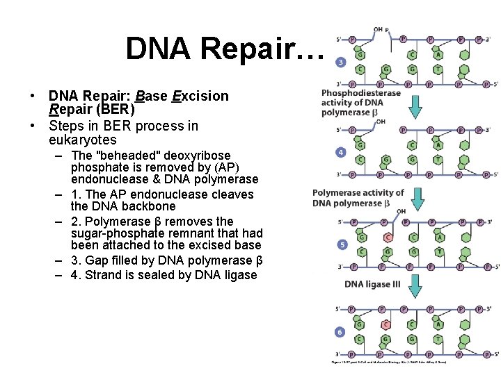 DNA Repair… • DNA Repair: Base Excision Repair (BER) • Steps in BER process