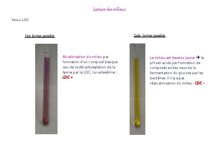 Lecture des milieux Milieu LDC 2 nde lecture possible 1ère lecture possible Alcalinisation du