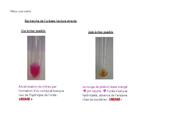 Milieu urée-indole Recherche de l’uréase: lecture directe 1ère lecture possible Alcalinisation du milieu par