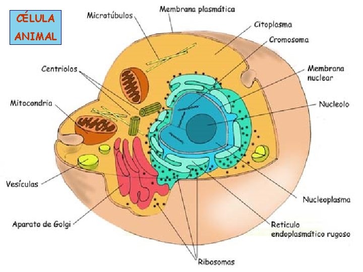 CÉLULA ANIMAL 