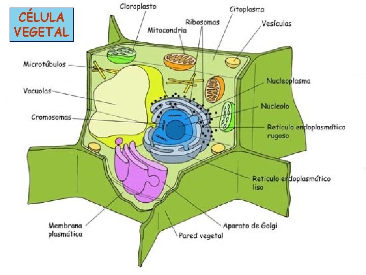 CÉLULA VEGETAL 