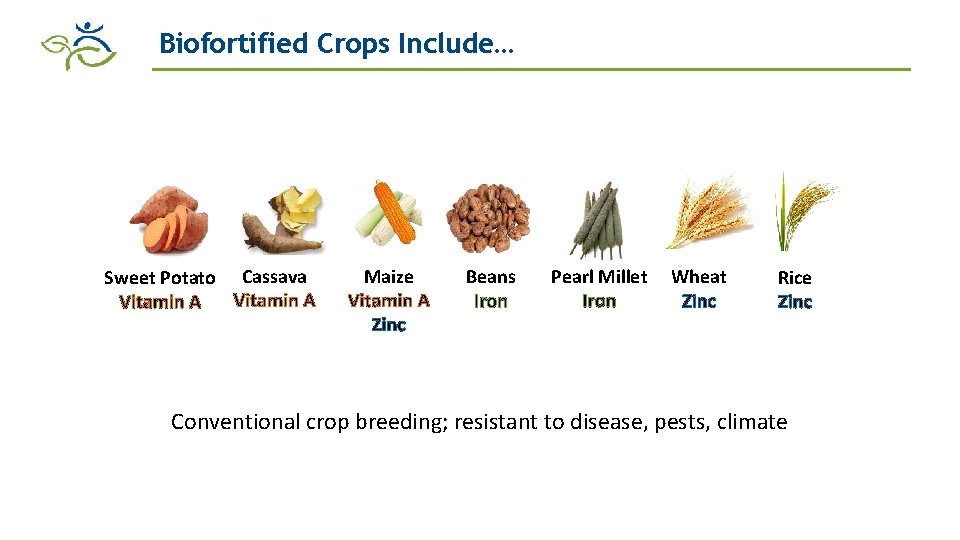 Biofortified Crops Include… Sweet Potato Cassava Vitamin A Maize Vitamin A Zinc Beans Iron