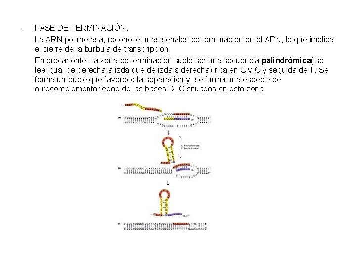 - FASE DE TERMINACIÓN. La ARN polimerasa, reconoce unas señales de terminación en el