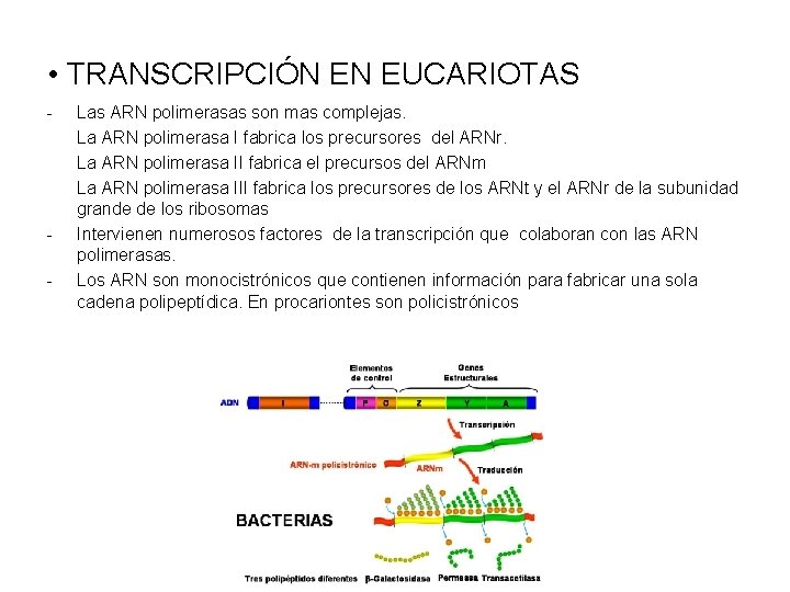  • TRANSCRIPCIÓN EN EUCARIOTAS - - Las ARN polimerasas son mas complejas. La