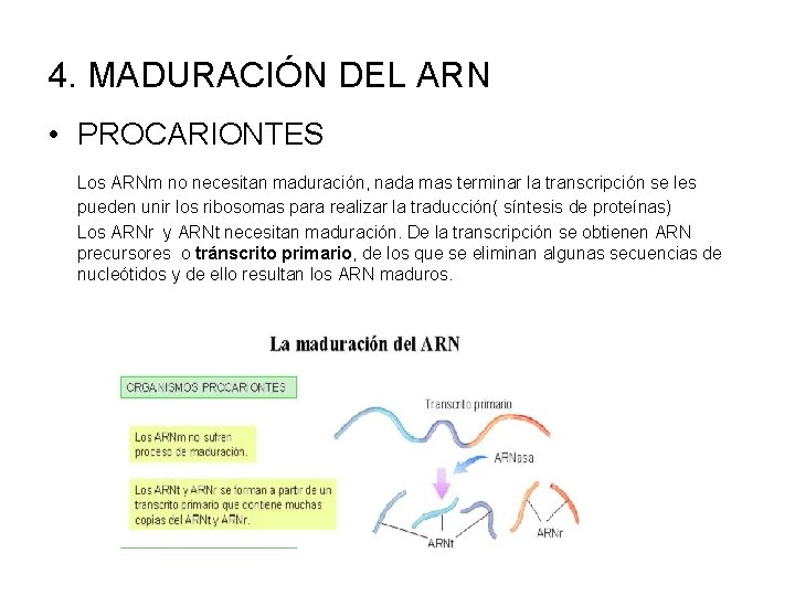 4. MADURACIÓN DEL ARN • PROCARIONTES Los ARNm no necesitan maduración, nada mas terminar