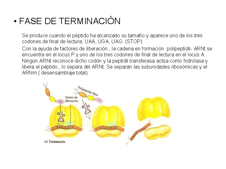  • FASE DE TERMINACIÓN Se produce cuando el péptido ha alcanzado su tamaño