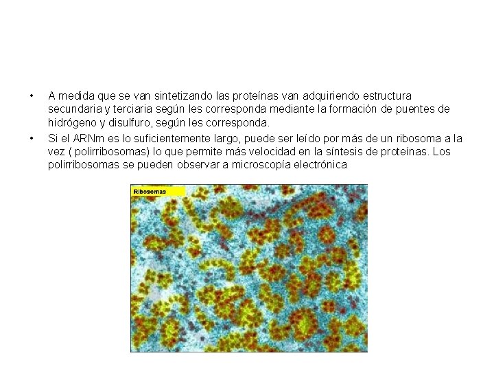  • • A medida que se van sintetizando las proteínas van adquiriendo estructura