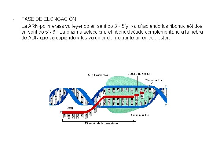 - FASE DE ELONGACIÓN. La ARN-polimerasa va leyendo en sentido 3´- 5´y va añadiendo