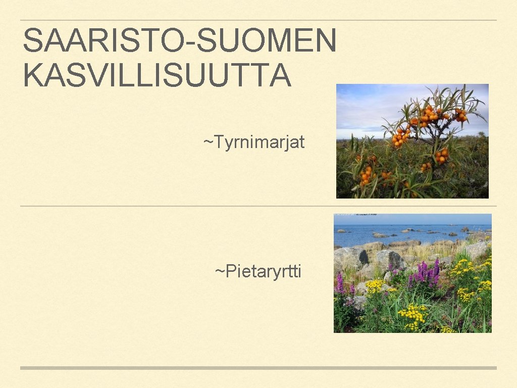 SAARISTO-SUOMEN KASVILLISUUTTA ~Tyrnimarjat ~Pietaryrtti 