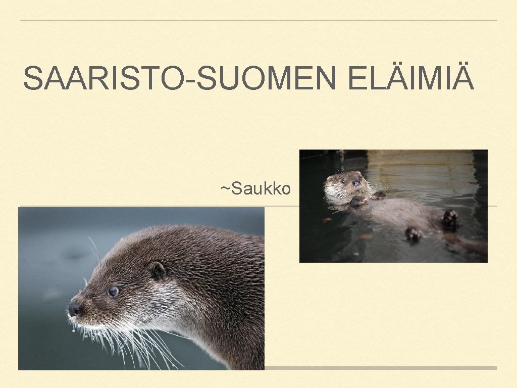 SAARISTO-SUOMEN ELÄIMIÄ ~Saukko 