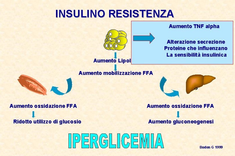 INSULINO RESISTENZA Aumento TNF alpha Alterazione secrezione Proteine che influenzano La sensibilità insulinica Aumento