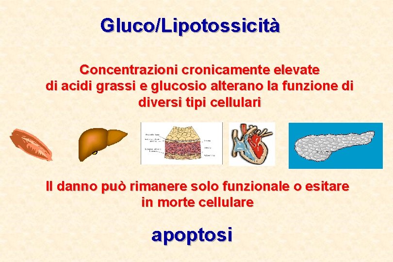 Gluco/Lipotossicità Concentrazioni cronicamente elevate di acidi grassi e glucosio alterano la funzione di diversi