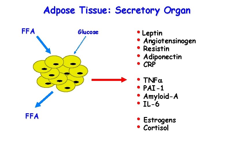 Adpose Tissue: Secretory Organ FFA Glucose • Leptin • Angiotensinogen • Resistin • Adiponectin