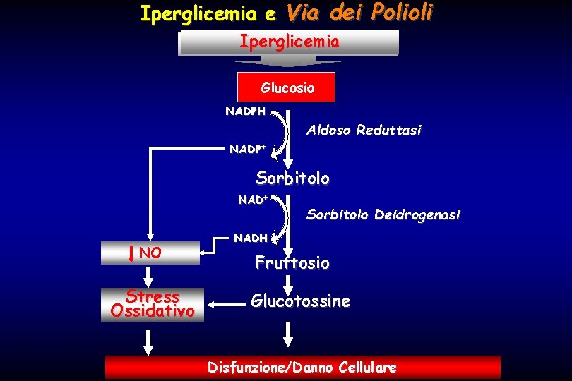 Iperglicemia e Via dei Polioli Iperglicemia Glucosio NADPH Aldoso Reduttasi NADP+ Sorbitolo NAD+ NO