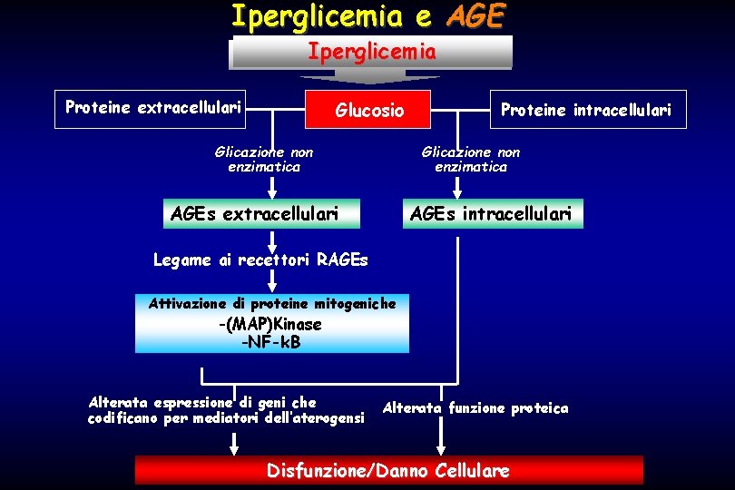 Iperglicemia e AGE Iperglicemia Proteine extracellulari Glucosio Glicazione non enzimatica Proteine intracellulari Glicazione non
