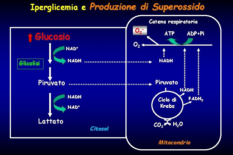 Iperglicemia e Produzione di Superossido Catena respiratoria O 2 - Glucosio NADH Piruvato NADH