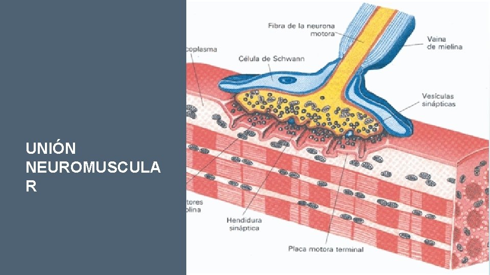 UNIÓN NEUROMUSCULA R 