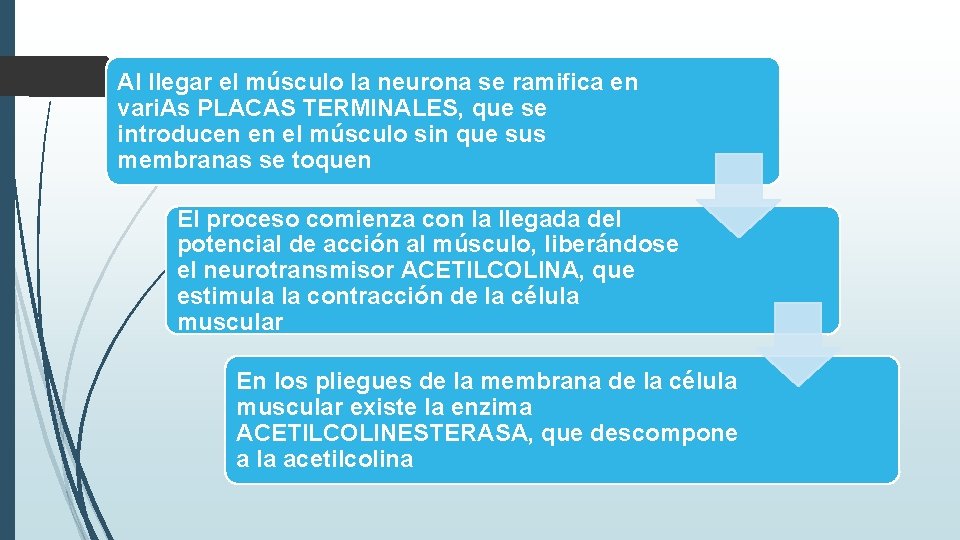 Al llegar el músculo la neurona se ramifica en vari. As PLACAS TERMINALES, que