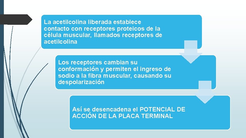 La acetilcolina liberada establece contacto con receptores proteicos de la célula muscular, llamados receptores