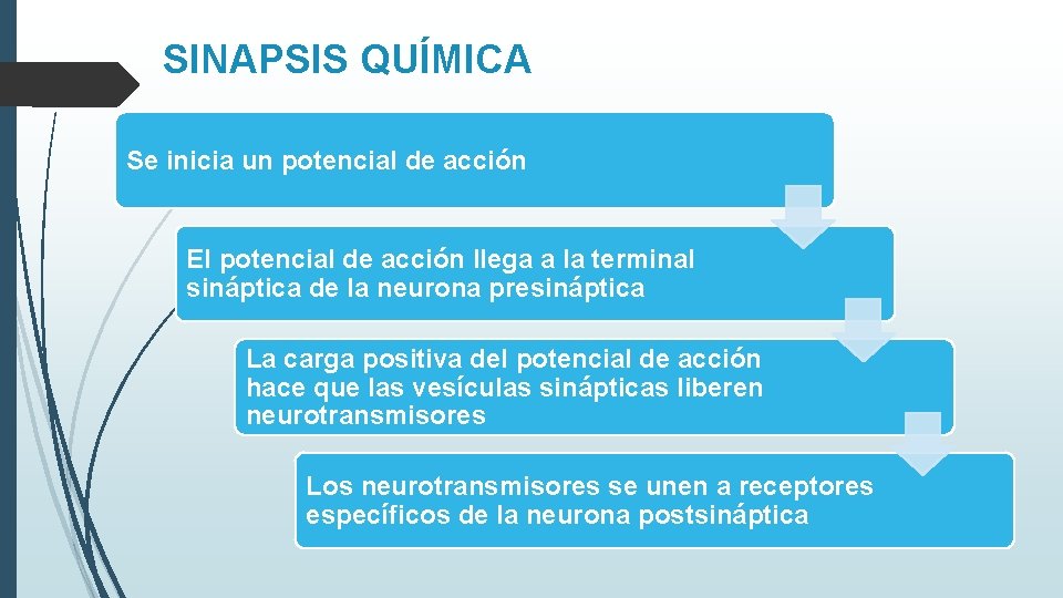 SINAPSIS QUÍMICA Se inicia un potencial de acción El potencial de acción llega a