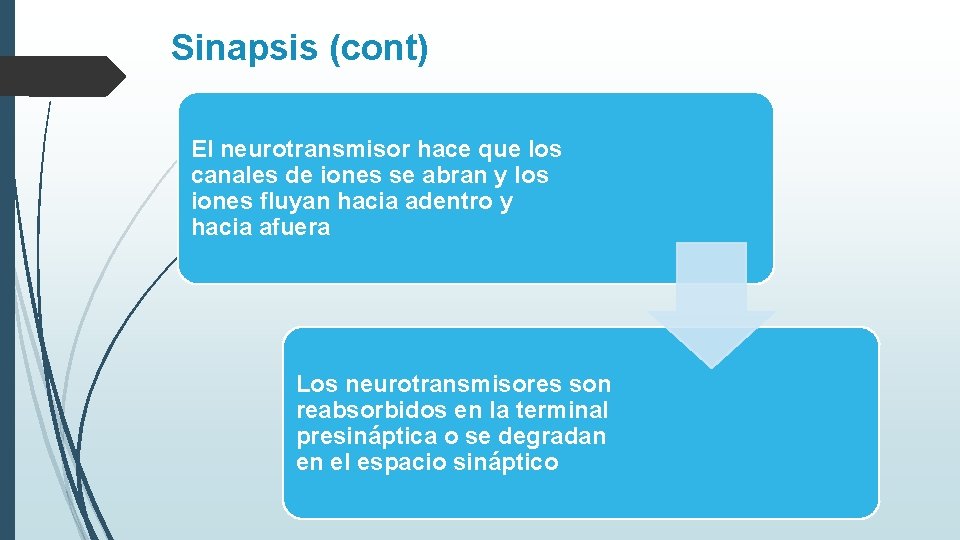 Sinapsis (cont) El neurotransmisor hace que los canales de iones se abran y los