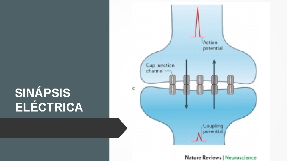 SINÁPSIS ELÉCTRICA 