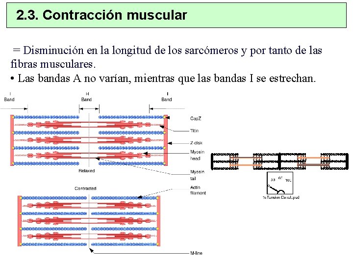 2. 3. Contracción muscular = Disminución en la longitud de los sarcómeros y por