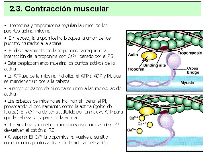 2. 3. Contracción muscular • Troponina y tropomiosina regulan la unión de los puentes