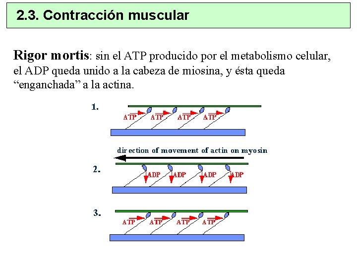 2. 3. Contracción muscular Rigor mortis: sin el ATP producido por el metabolismo celular,