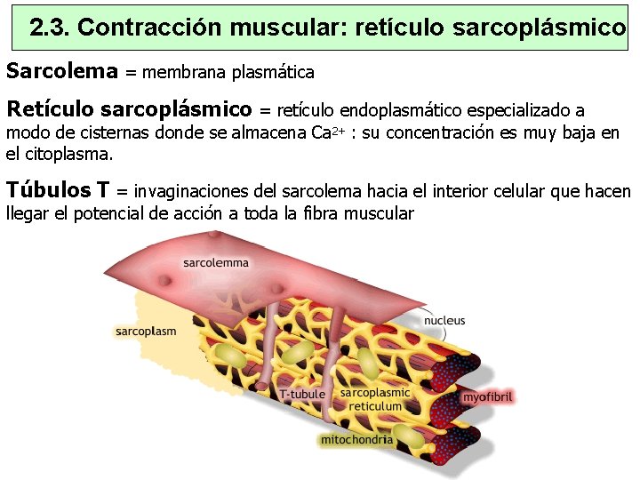 2. 3. Contracción muscular: retículo sarcoplásmico Sarcolema = membrana plasmática Retículo sarcoplásmico = retículo