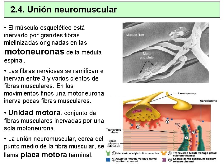 2. 4. Unión neuromuscular • El músculo esquelético está inervado por grandes fibras mielinizadas