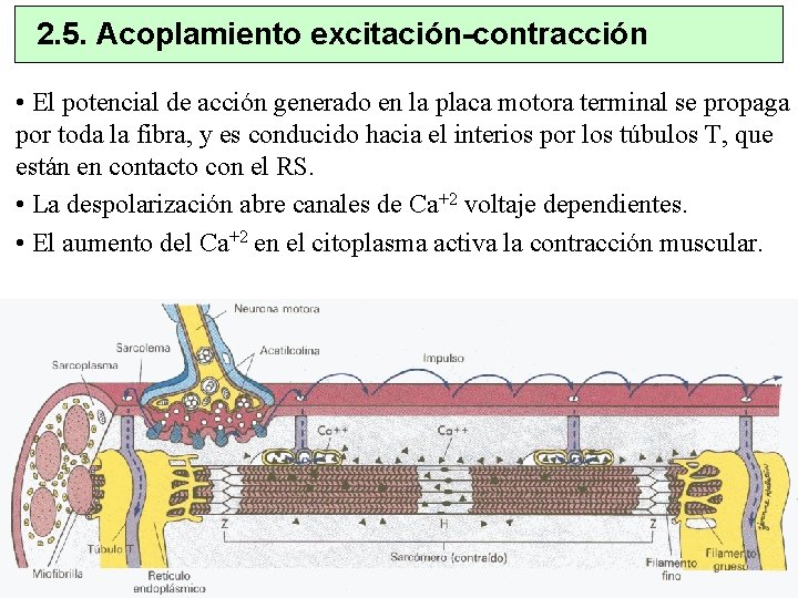 2. 5. Acoplamiento excitación-contracción • El potencial de acción generado en la placa motora