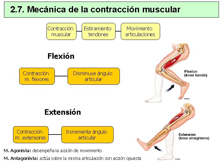 2. 7. Mecánica de la contracción muscular Contracción muscular Estiramiento tendones Movimiento articulaciones Flexión