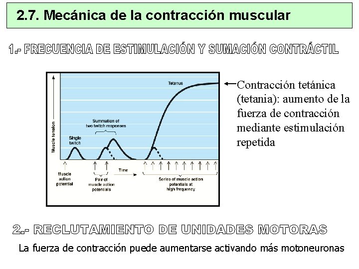2. 7. Mecánica de la contracción muscular Contracción tetánica (tetania): aumento de la fuerza