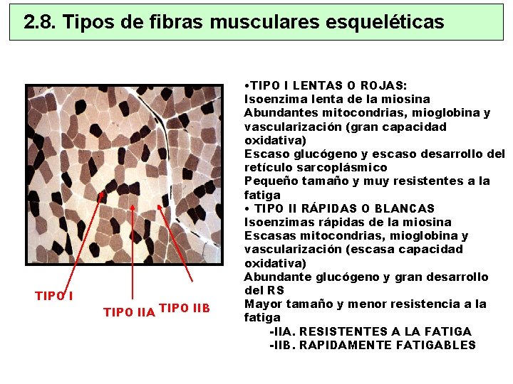 2. 8. Tipos de fibras musculares esqueléticas TIPO IIA TIPO IIB • TIPO I