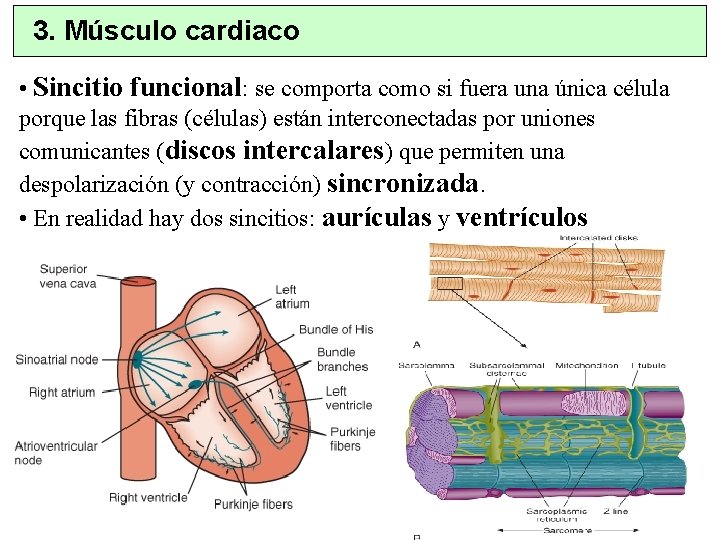 3. Músculo cardiaco • Sincitio funcional: se comporta como si fuera una única célula