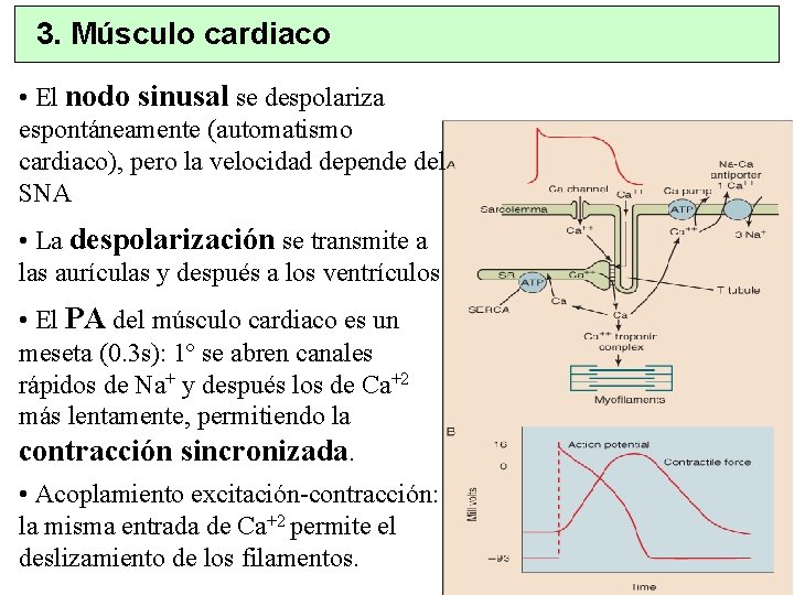 3. Músculo cardiaco • El nodo sinusal se despolariza espontáneamente (automatismo cardiaco), pero la