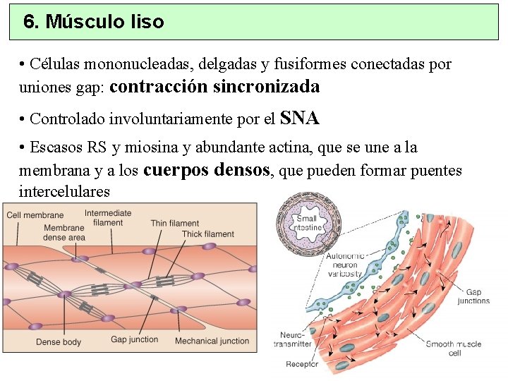 6. Músculo liso • Células mononucleadas, delgadas y fusiformes conectadas por uniones gap: contracción