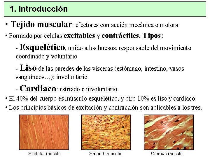 1. Introducción • Tejido muscular: efectores con acción mecánica o motora • Formado por