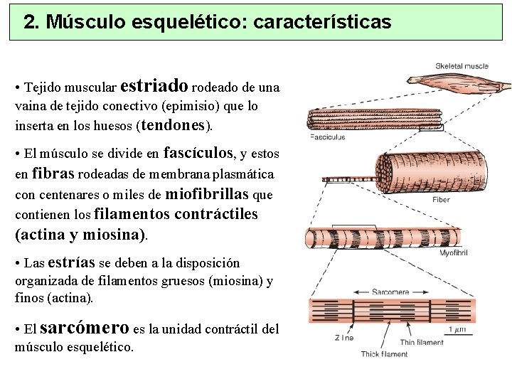 2. Músculo esquelético: características • Tejido muscular estriado rodeado de una vaina de tejido