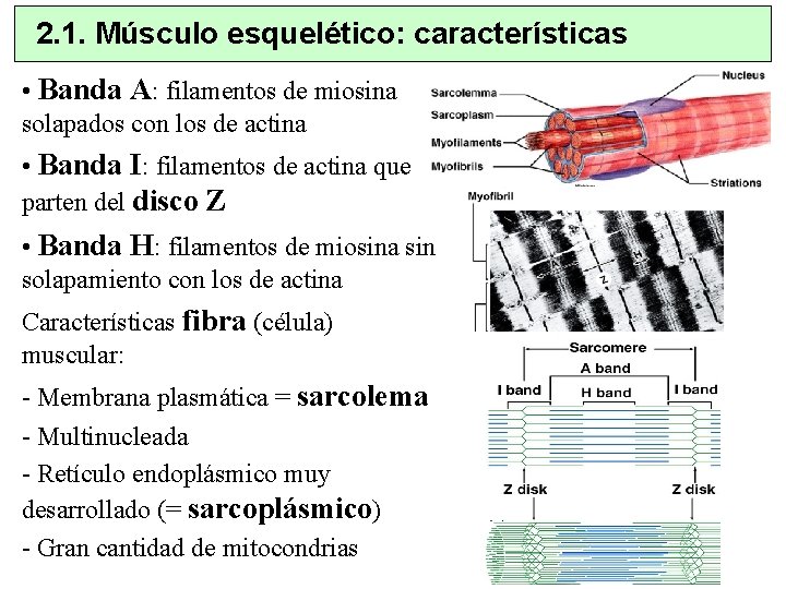 2. 1. Músculo esquelético: características • Banda A: filamentos de miosina solapados con los