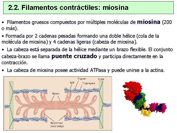 2. 2. Filamentos contráctiles: miosina • Filamentos gruesos compuestos por múltiples moléculas de miosina